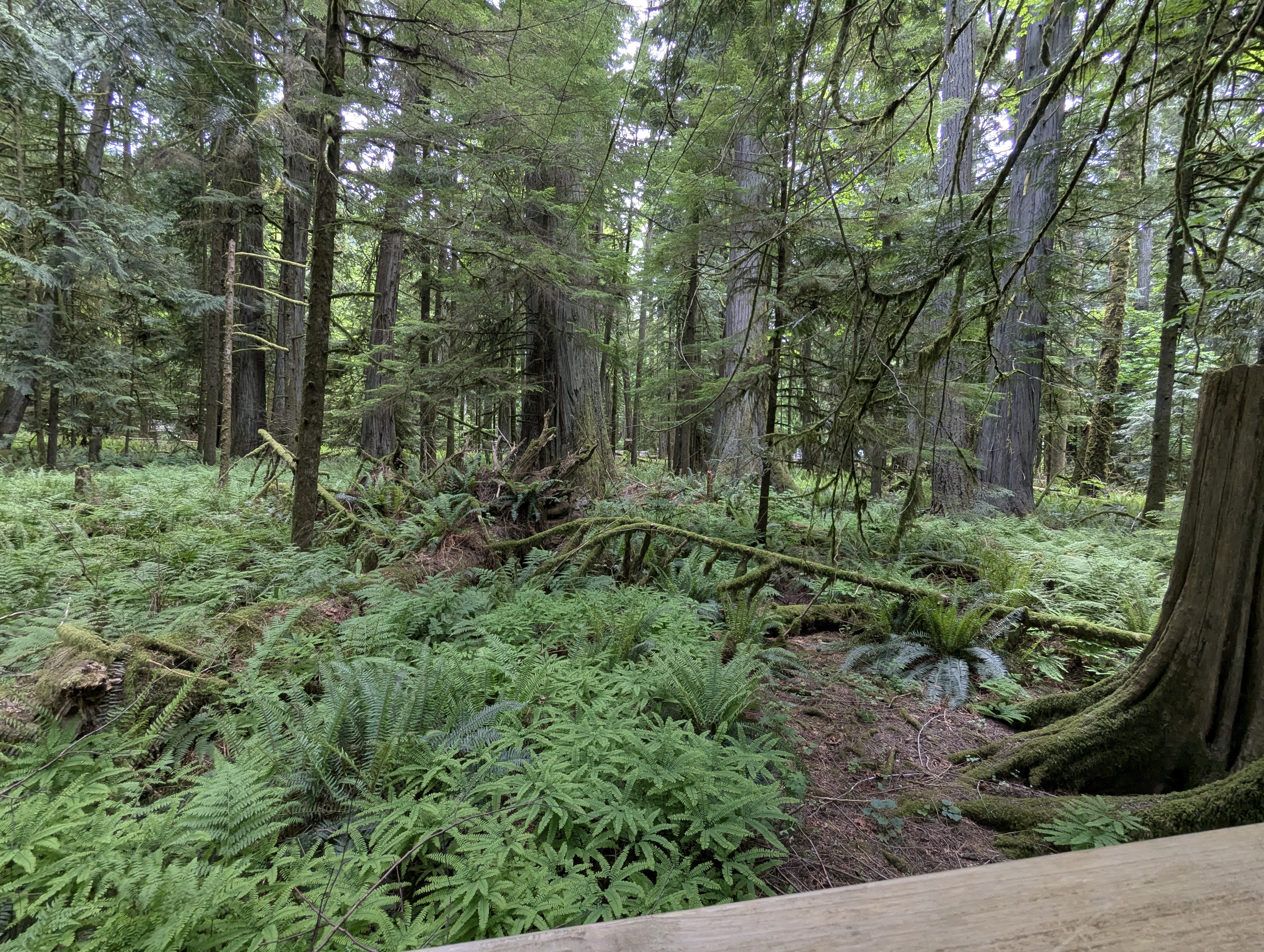 Birthday Trip to Canada, Cathedral Grove, Vancouver Island